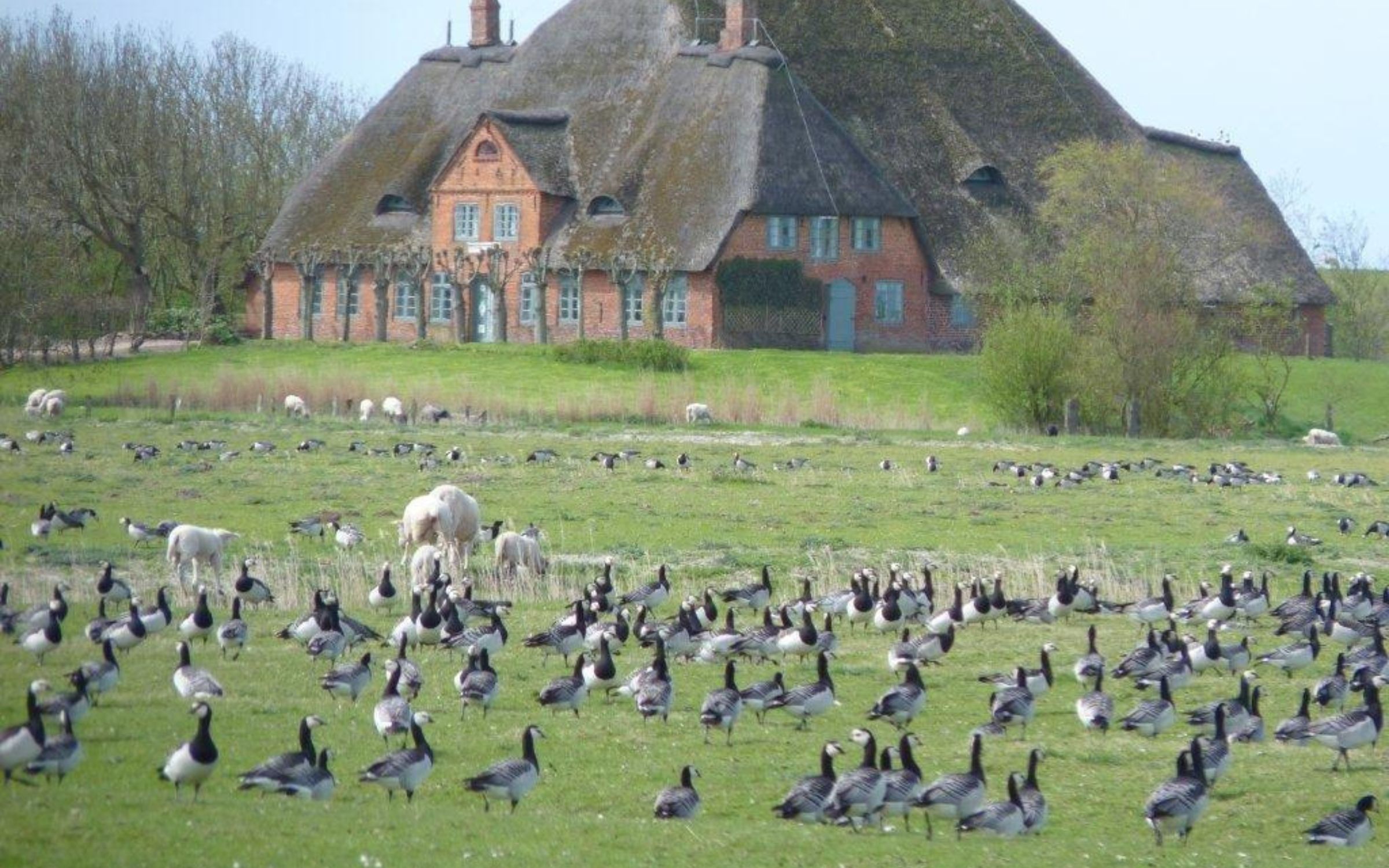 Gänseschwärme über Eiderstedt – Vogelzug am Himmel